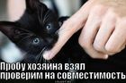 https://lolkot.ru/2011/10/19/proverka-na-sovmestimost/