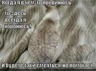 https://lolkot.ru/2014/07/05/provinilsya/