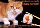 https://lolkot.ru/2014/10/27/pryatki-i-sushi/