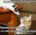 https://lolkot.ru/2012/02/22/prygni-v-rotik/