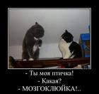 https://lolkot.ru/2012/11/26/ptichka-moya/