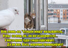 https://lolkot.ru/2016/05/23/ptitsa-mira/