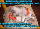 https://lolkot.ru/2016/08/11/ptitsa-schastya/