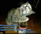 https://lolkot.ru/2011/10/31/pust-serdtse-byotsya/