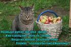 https://lolkot.ru/2015/08/01/put-iz-varyagov-v-nyutony/