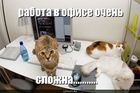 https://lolkot.ru/2011/09/21/rabota-v-ofise/
