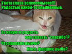 https://lolkot.ru/2016/05/02/radost-valeryannaya/