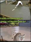 https://lolkot.ru/2011/06/01/radost/