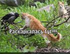 https://lolkot.ru/2011/05/24/raskarkalas/