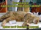 https://lolkot.ru/2012/09/11/rasprodazha-2/