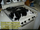 https://lolkot.ru/2011/06/08/rasseyannyy/