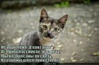 https://lolkot.ru/2011/04/05/razbrosany-po-svetu/