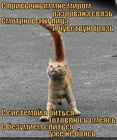 https://lolkot.ru/2012/01/11/razorvana-svyaz/