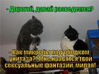 https://lolkot.ru/2014/02/19/razvelis-mikroby-blin/