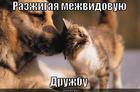 https://lolkot.ru/2013/04/11/razzhigaya-mezhvidovoyu-druzhbu/