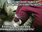https://lolkot.ru/2013/07/16/redkiy-eksponat-ne-lapat/