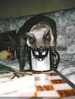 https://lolkot.ru/2011/03/23/rentgen-delayem/