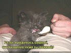 https://lolkot.ru/2011/05/12/rodilas-koshkoy/
