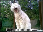 https://lolkot.ru/2011/12/05/rodina-moya/