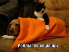https://lolkot.ru/2013/08/22/rolly-po-koshachi/