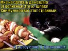 https://lolkot.ru/2015/08/27/romantik-na-rovnom-meste/