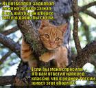 https://lolkot.ru/2013/09/13/rotveller-zadolbal/