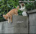 https://lolkot.ru/2011/04/26/roza/