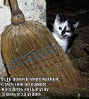 https://lolkot.ru/2011/10/27/rozhi-naglyye/
