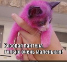 https://lolkot.ru/2012/08/29/rozovaya-pantera/