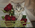 https://lolkot.ru/2012/01/22/rozovyye-rozy/