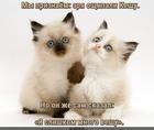 https://lolkot.ru/2024/11/16/rukovodyaschaya-motivatsiya/