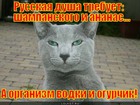 https://lolkot.ru/2011/06/05/russkaya-dusha/