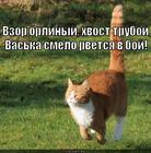 https://lolkot.ru/2012/09/04/rvetsya-v-boy/