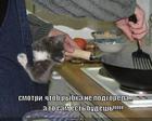 https://lolkot.ru/2010/06/17/rybka-podgorela/