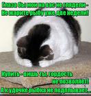 https://lolkot.ru/2016/08/07/rybnaya-stradalcheskaya/