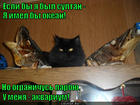 https://lolkot.ru/2015/09/01/rybnyy-sultan/