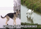 https://lolkot.ru/2011/10/19/sabaka-kotepodrazhaka/