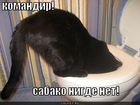 https://lolkot.ru/2011/03/30/sabako-nigde-net/