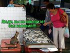 https://lolkot.ru/2012/08/29/sam-nalovil/