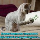 https://lolkot.ru/2016/04/26/samoprivedeniye-v-poryadok/
