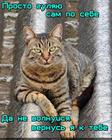 https://lolkot.ru/2024/11/18/samposebeshnyy-progulschik/
