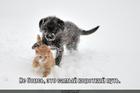 https://lolkot.ru/2012/01/16/samyy-korotkiy-put/