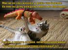 https://lolkot.ru/2011/10/31/samyy-luchshiy-krokodil/