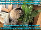https://lolkot.ru/2016/07/19/samyy-umnyy-ovosch-2/