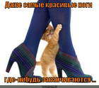 https://lolkot.ru/2011/12/02/samyye-krasivyye-nogi/