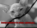 https://lolkot.ru/2012/07/09/saper-oshibayetsya-lish-odnazhdy/