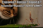 https://lolkot.ru/2010/10/26/sarancha/