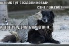 https://lolkot.ru/2010/10/17/sayt-pro-sobak/