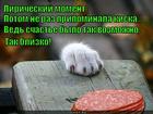 https://lolkot.ru/2015/06/19/schaste-blizko/
