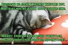https://lolkot.ru/2014/12/29/schaste-lyubvi/